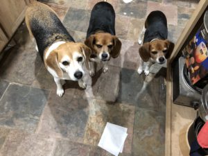 Now what beagles